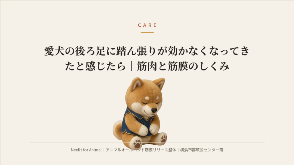 愛犬の後ろ足に踏ん張りが効かなくなってきたと感じたら｜筋肉と筋膜のしくみ