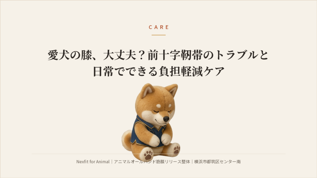 愛犬の膝、大丈夫？前十字靭帯のトラブルと日常でできる負担軽減ケア