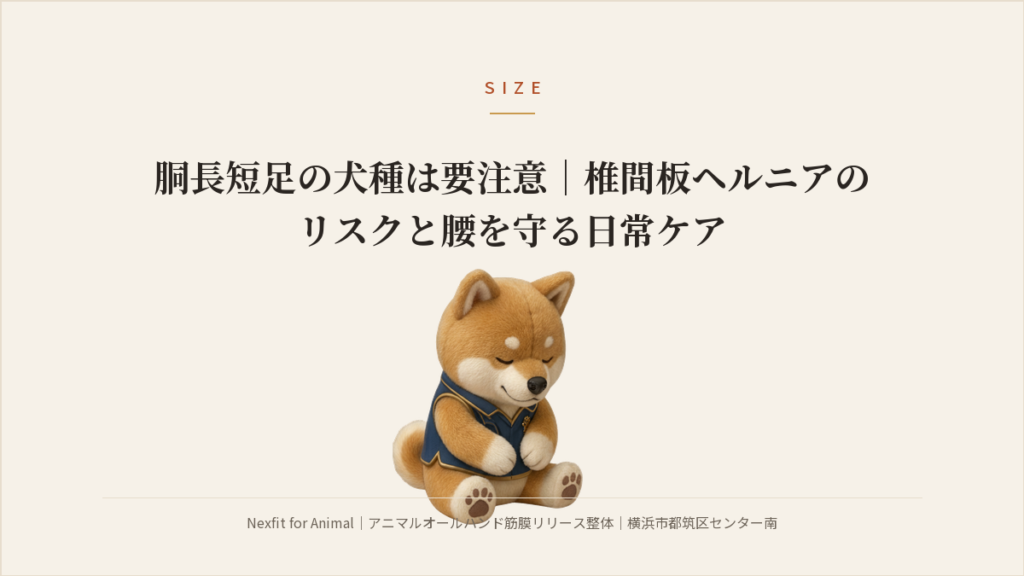 胴長短足の犬種は要注意｜椎間板ヘルニアのリスクと腰を守る日常ケア