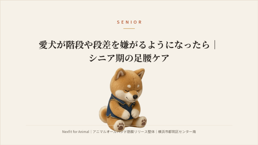 愛犬が階段や段差を嫌がるようになったら｜シニア期の足腰ケア